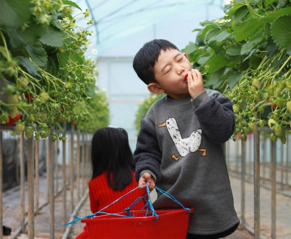 겨울 딸기 수확 체험